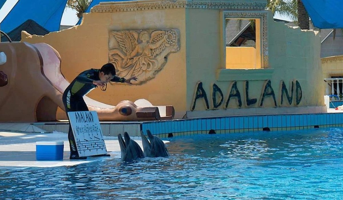 Kusadasi Dolphin and Seal Shows - 2