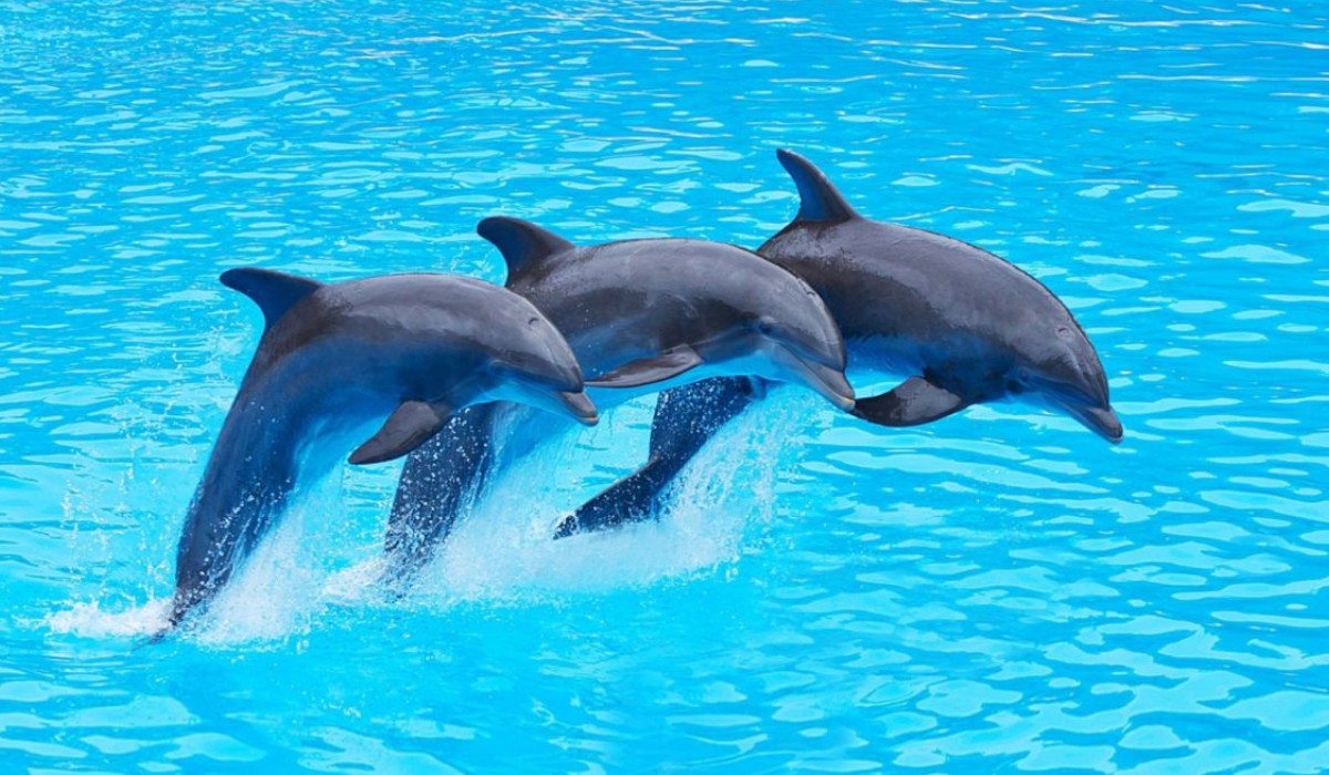 Antalya Sea Lions and Dolphin Show - 5